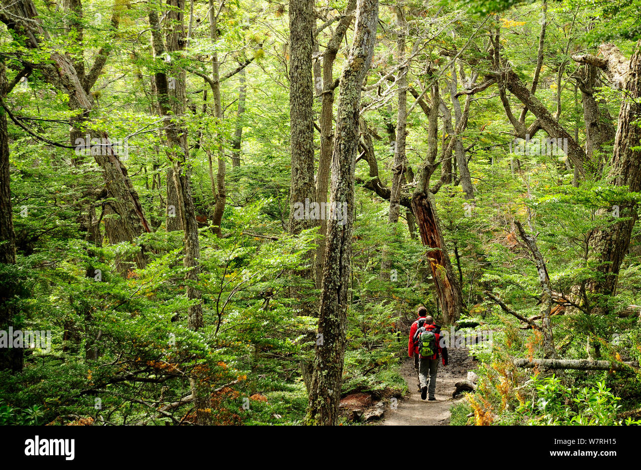 Tourists walking through footpath in Lenga beech forest (Nothofagus pumilio) Tierra del Fuego National Park. Argentina. Stock Photo