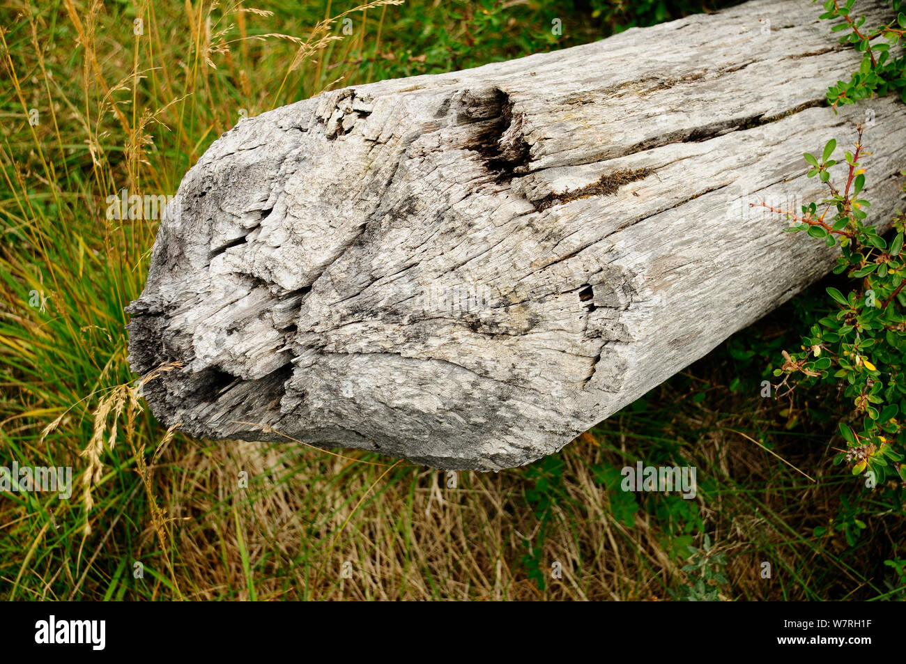 American beaver castor canadensis hi-res stock photography and images ...