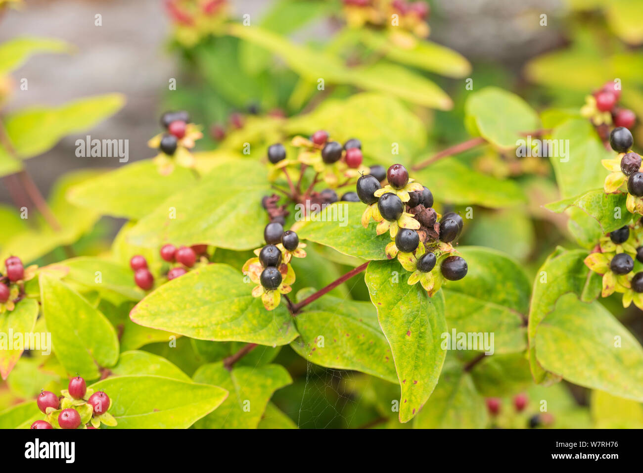 Leaves and black berries of Tutsan / Hypericum androsaemum. Tutsan was used as a medicinal herbal wound plant, and is related to St. John's Wort. Stock Photo