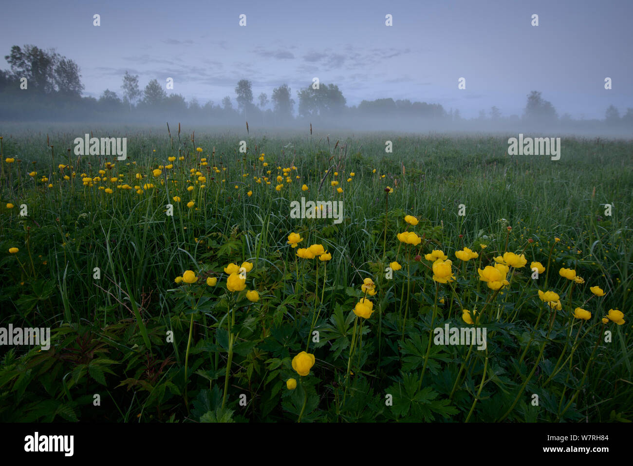 Low lying mist after sunset with Globe flowers (Trollius europaeus) Southern Estonia, May. Stock Photo