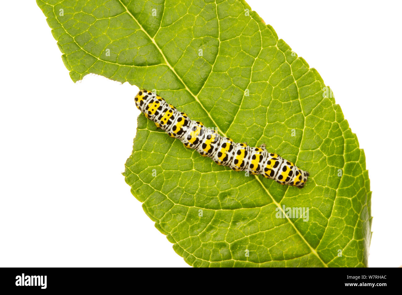Mullein moth (Cucullia verbasci) caterpillar feeding on a Buddleia leaf, Leicestershire, England, UK, June. meetyourneighbours.net project Stock Photo