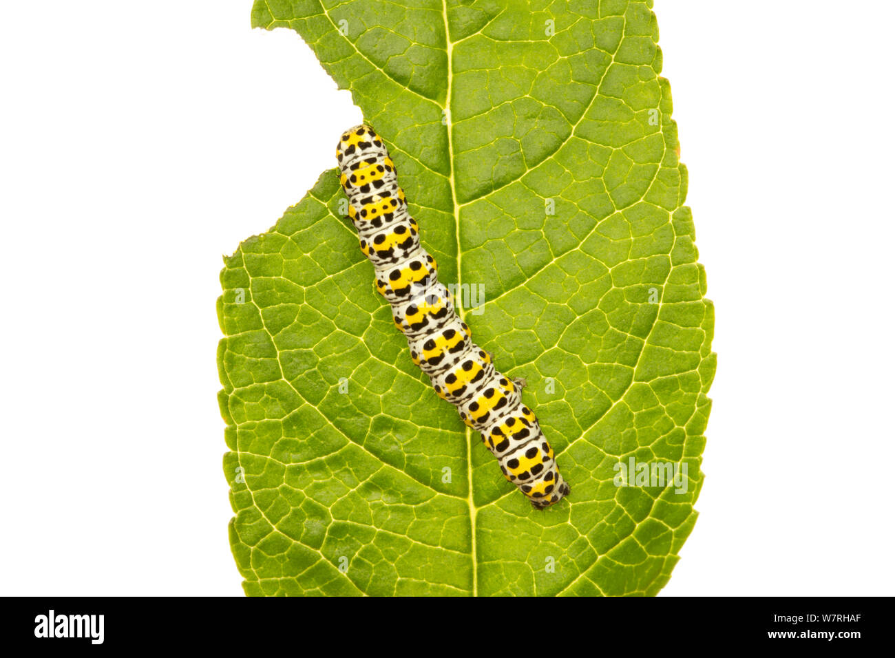 Mullein moth (Cucullia verbasci) caterpillar feeding on a Buddleia leaf, Leicestershire, England, UK, June. meetyourneighbours.net project Stock Photo