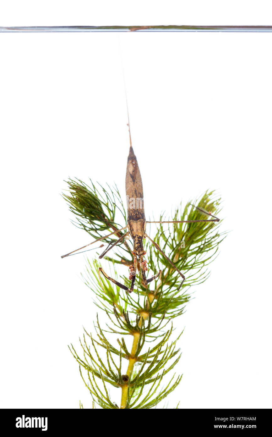 Water stick insect (Rantara linearis), Picardie, France, May Stock Photo