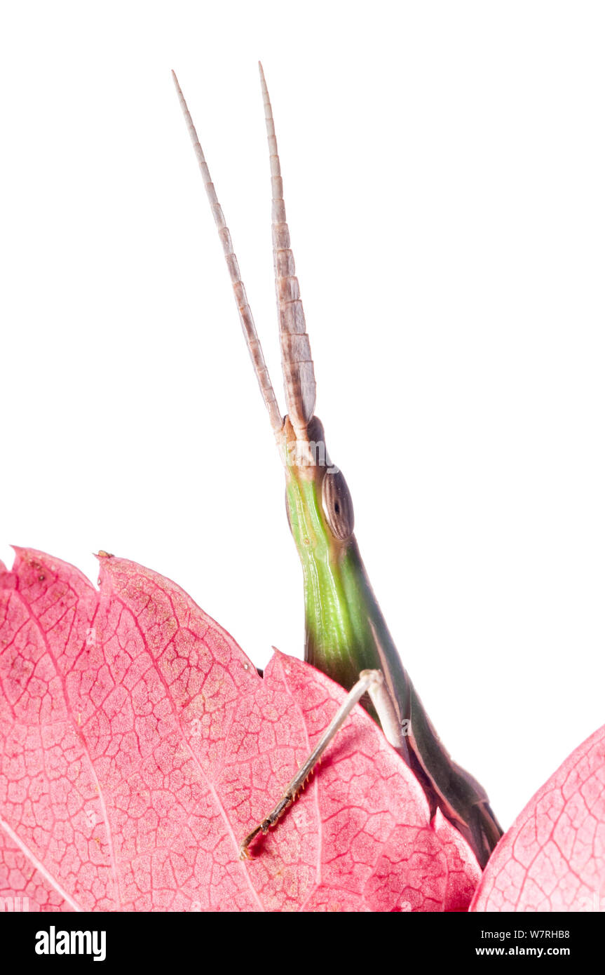 Pointed-nose grasshopper (Acrida ungarica) climbing over leaf, Orvieto, Italy. October. Winner of portfolio Wildlife in the Garden-International Garden Photographer of the Year . Meetyourneighbours.net project Stock Photo