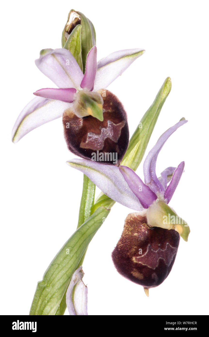 Spectacle Ophrys (Ophrys argolica ssp biscutella syn. O. biscutella) a taxon endemic to Gargano, Puglia, Italy, near Monte St Angelo, Italy, April. Meetyourneighbours.net project Stock Photo