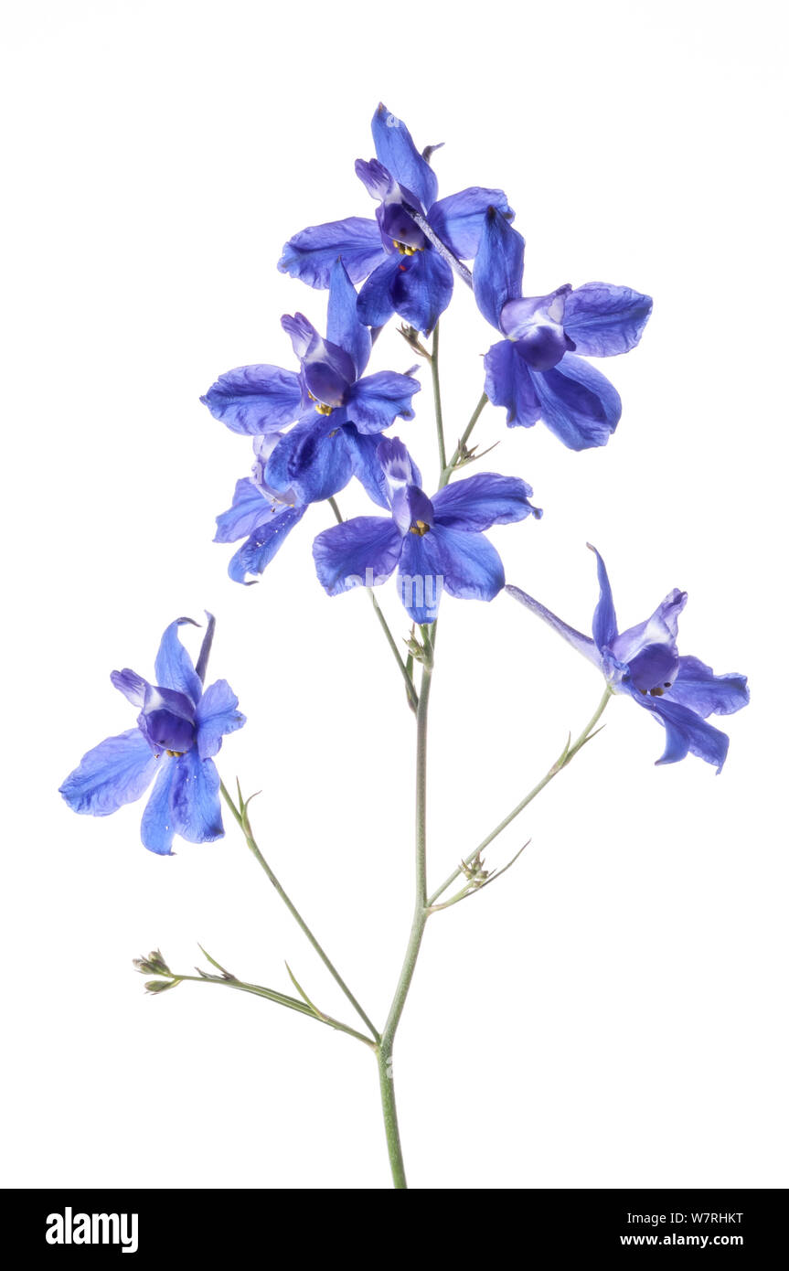 Larkspurs High Resolution Stock Photography and Images - Alamy