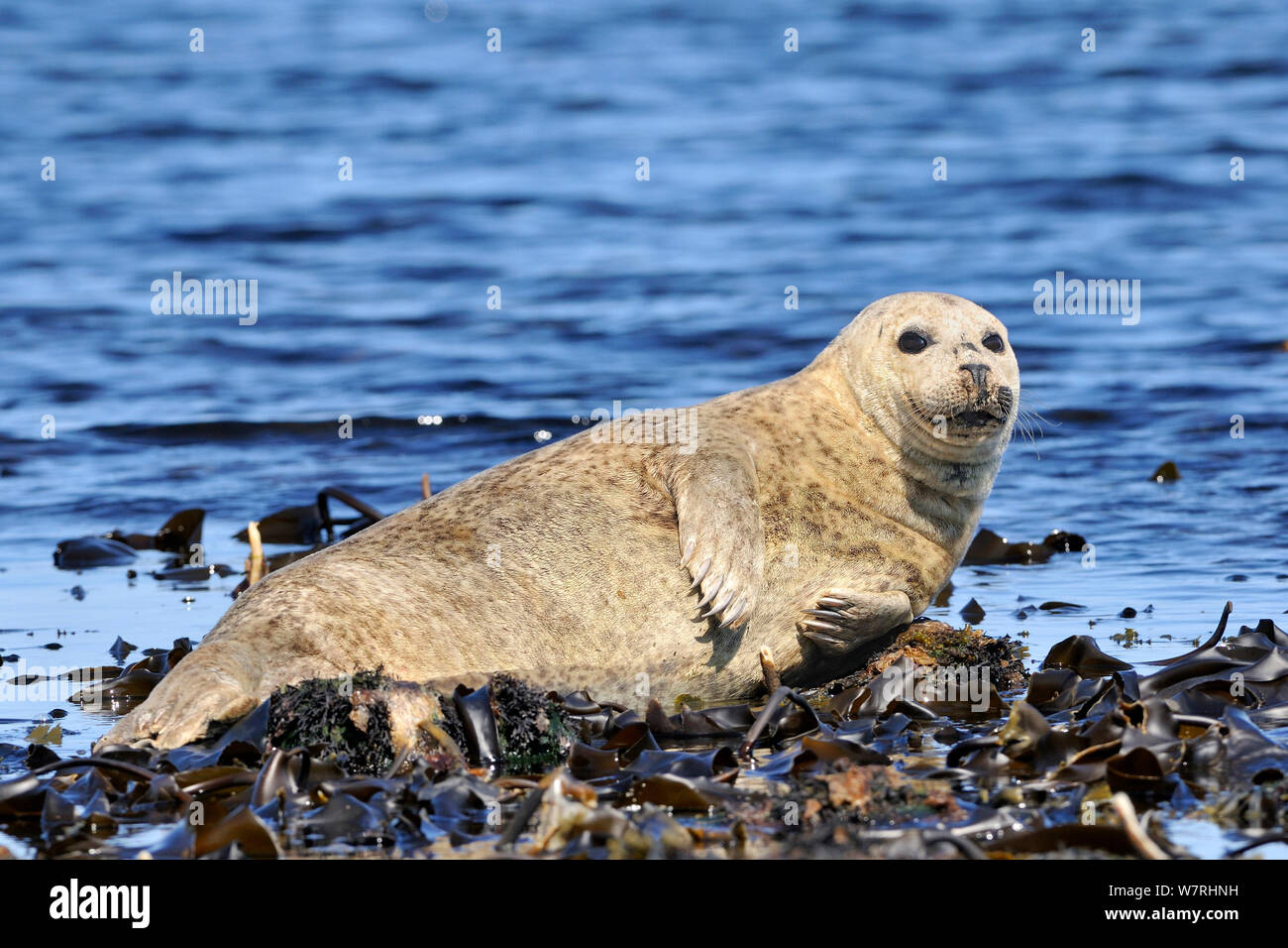 Grey seal (Halichoerus grypus) hauled out on rock, Scotland, UK, July Stock Photo