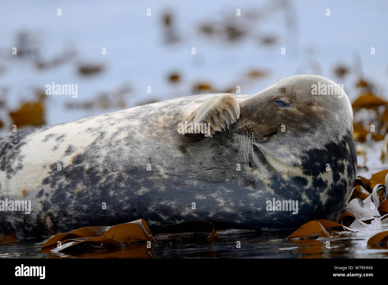 Grey seal (Halichoerus grypus) on rock, Farne Isalnds, Scotland, UK, July Stock Photo