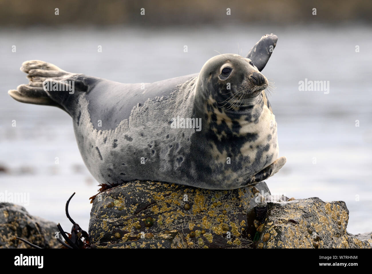 Grey seal (Halichoerus grypus) hauled out on rock, Farne Islands, Scotland, UK, July Stock Photo