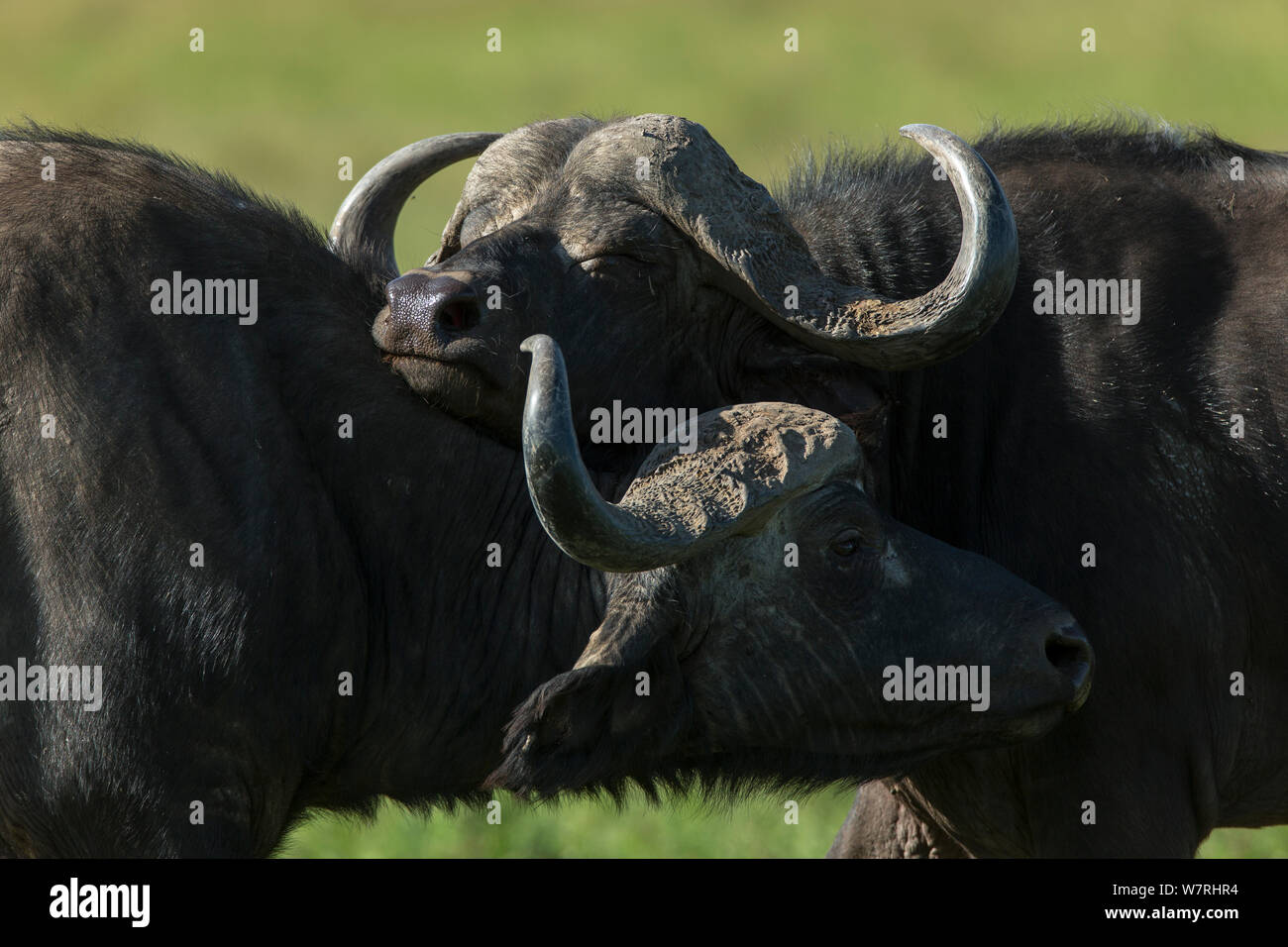 African buffalos (Syncerus caffer) showing affectionate behaviour, Masai-Mara Game Reserve, Kenya Stock Photo