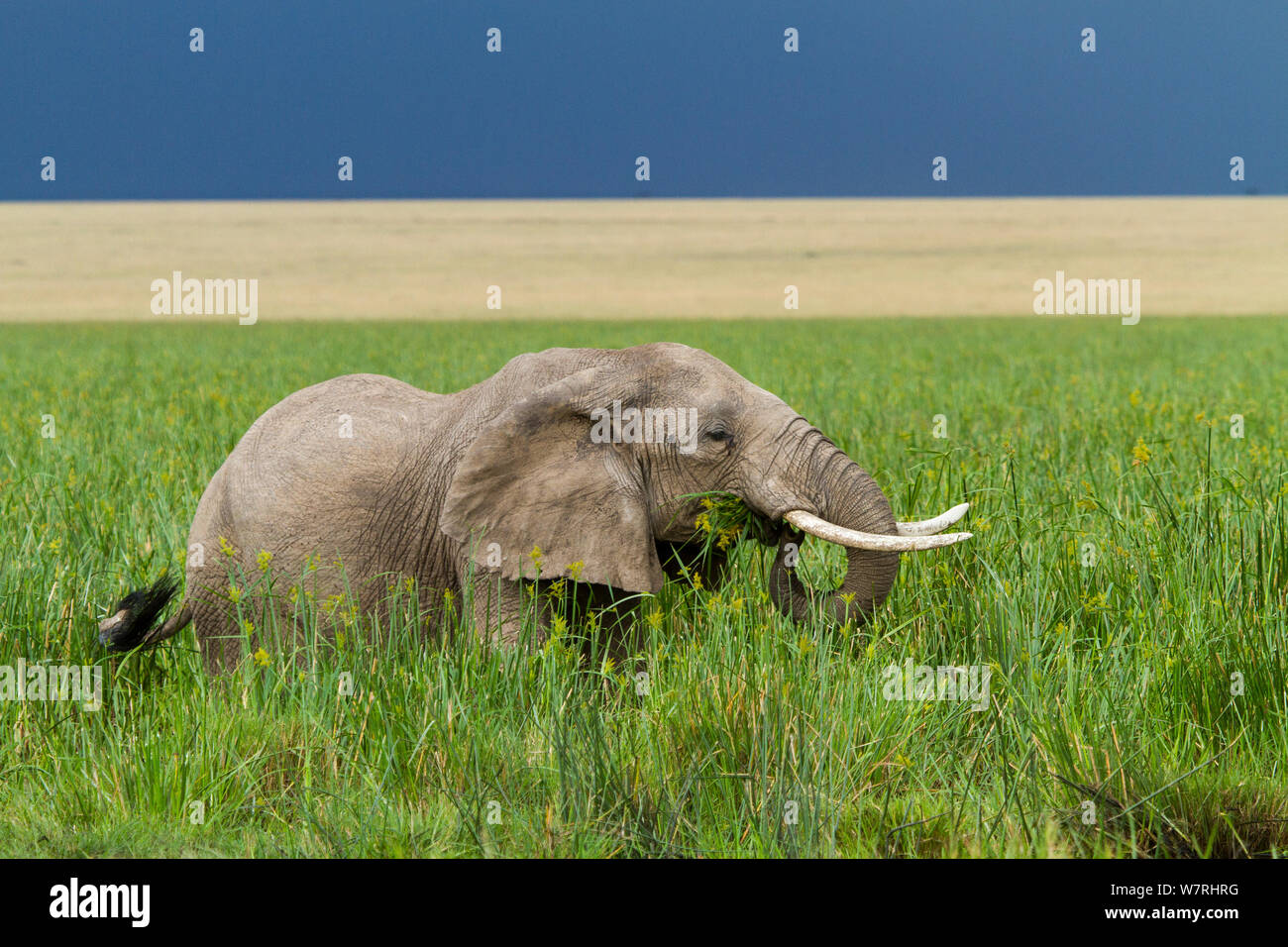 Elephant (Loxodonta Africana) male feeding in marsh, Masai-Mara Game Reserve, Kenya Stock Photo