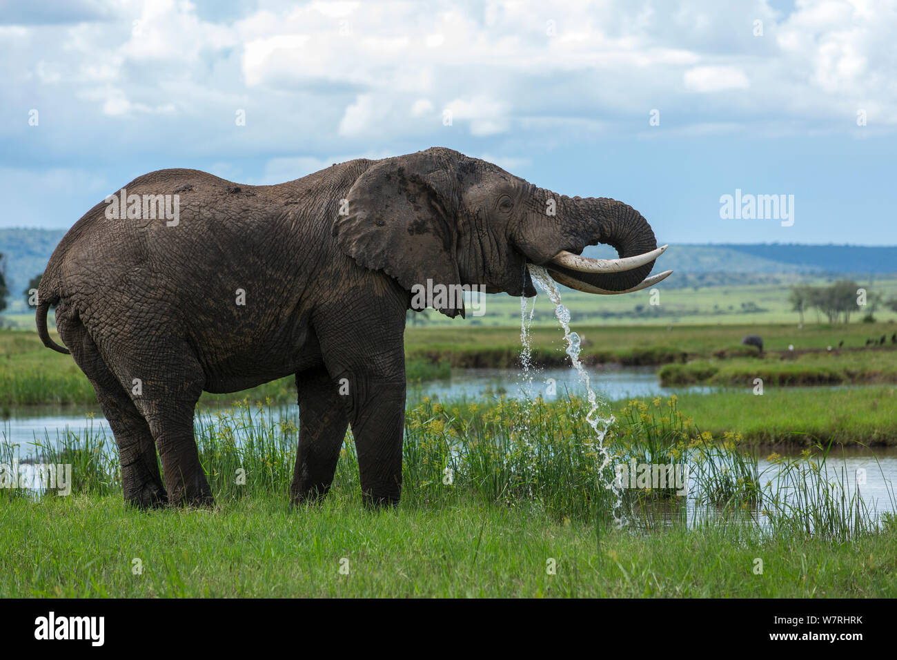 Elephant (Loxodonta Africana) male drinking in marshland, Masai-Mara Game Reserve, Kenya Stock Photo