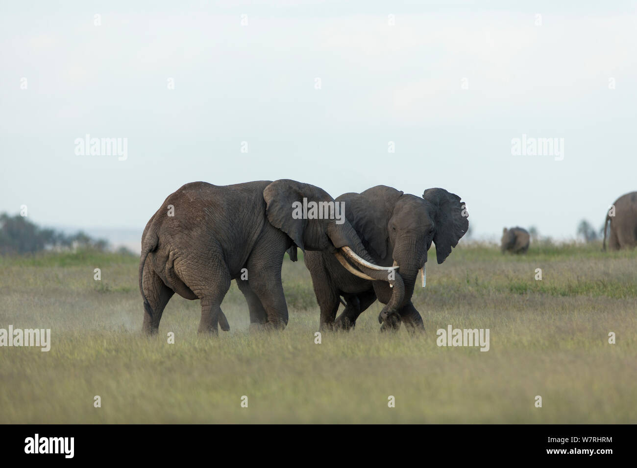 Elephant (Loxodonta Africana) males fighting, Amboseli National Park, Kenya Stock Photo