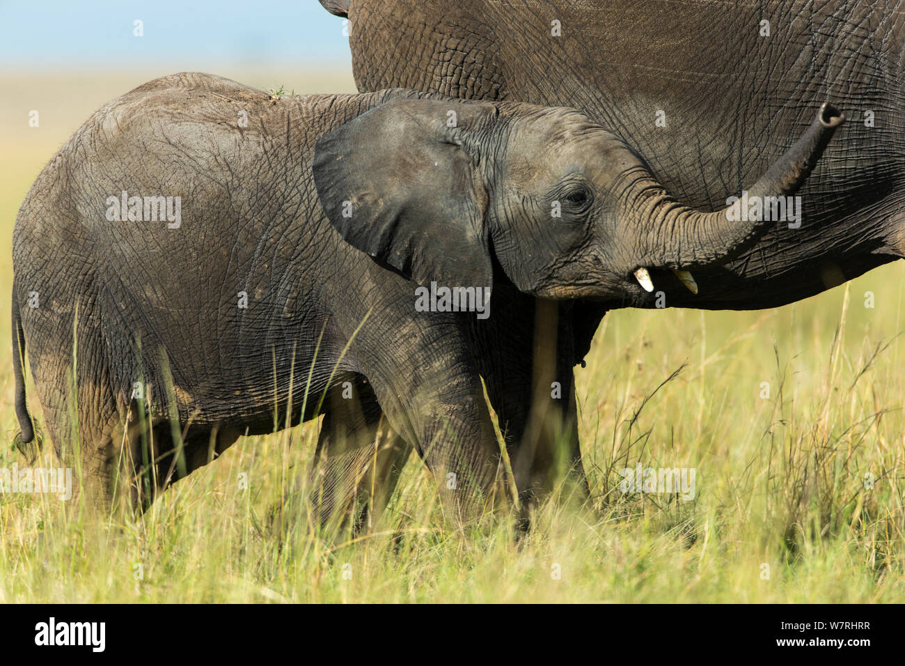 Elephant (Loxodonta Africana) baby near its mother, Masai-Mara Game Reserve, Kenya Stock Photo