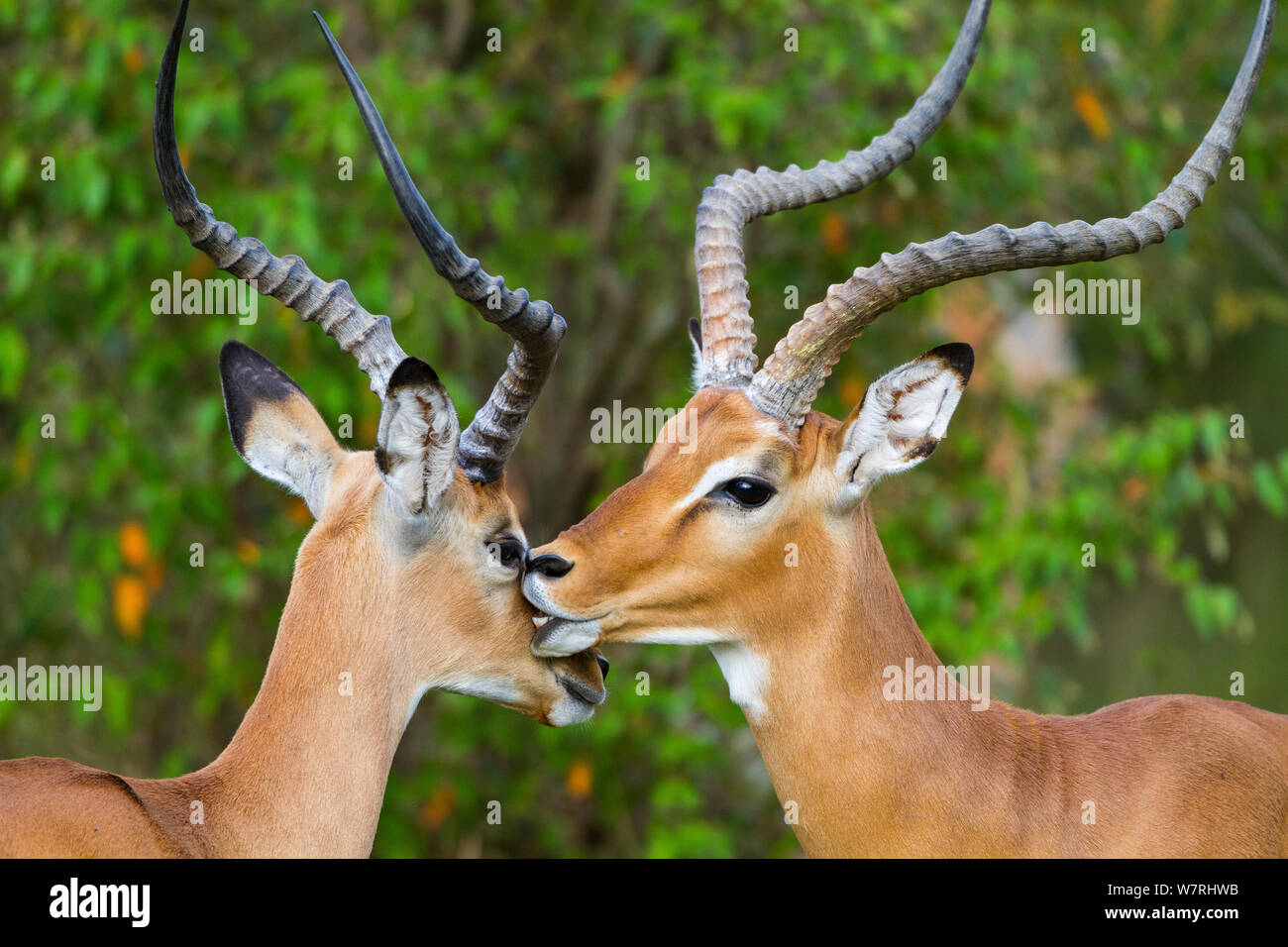 Impala (Aepyceros melampus) males grooming each other, Masai-Mara Game Reserve, Kenya Stock Photo