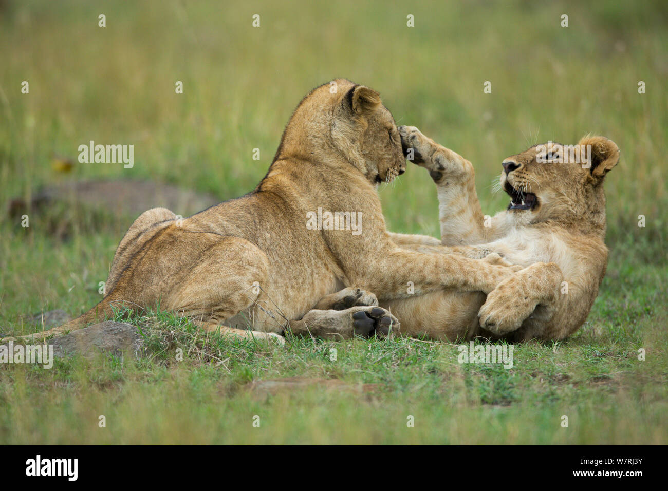 Lion (Panthera leo) cubs playing, Masai-Mara Game Reserve, Kenya Stock Photo