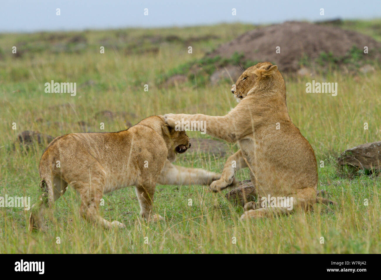 Lion (Panthera leo) cubs playing, Masai-Mara Game Reserve, Kenya Stock Photo