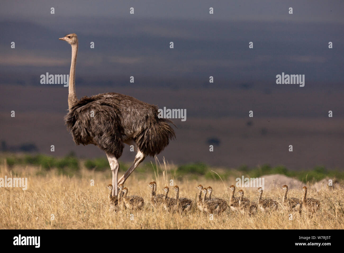 Ostrich (Struthio camelus) female with chicks, Masai-Mara Game Reserve, Kenya Stock Photo