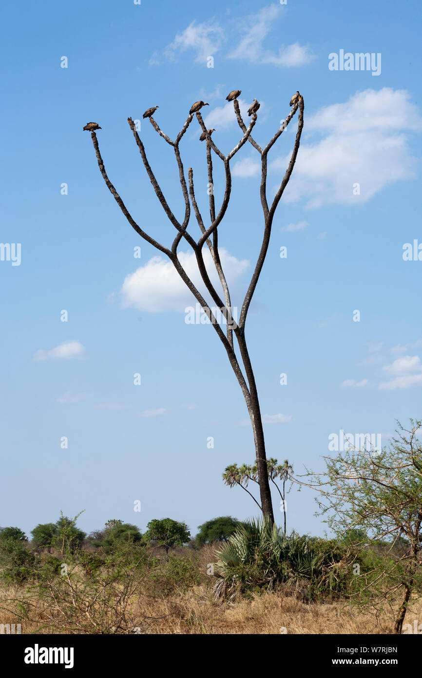 White-backed vultures (Gyps Africanus) on a Doum palm (Hyphaene thebaica) Meru National Park, Kenya Stock Photo