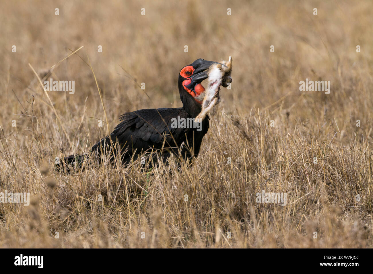 Ground hornbill (Bucorvus leadbearti) catching a hare, Masai-Mara Game Reserve, Kenya Stock Photo