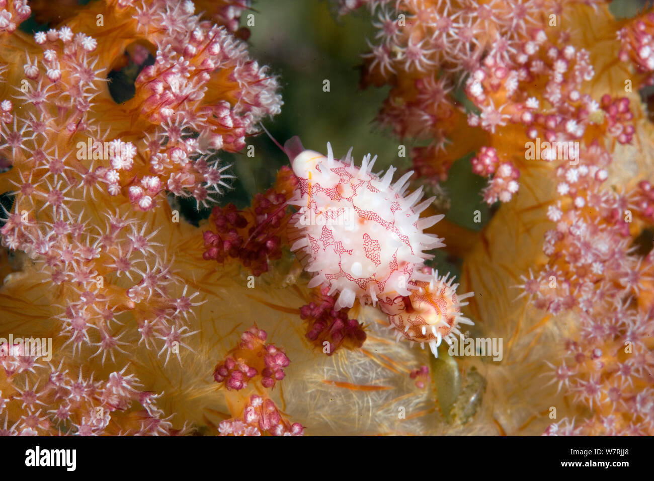 Soft coral cowries (Primovula roseomaculata) Raja Ampat, Irian Jaya, West Papua, Indonesia, Pacific Ocean Stock Photo