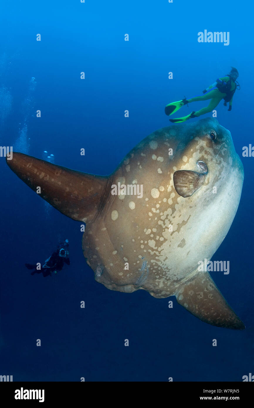 Scuba diver with Ocean Sunfish (Mola mola) Crystal Bay, Nusa Penida, Bali Island, Indonesia, Pacific Ocean Stock Photo