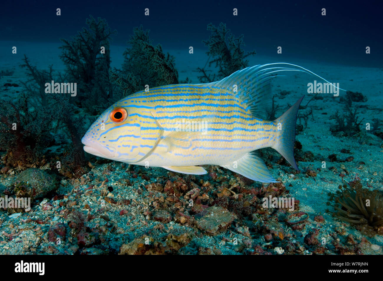 Sailfin snapper (Symphorichthys spilurus) Raja Ampat, Irian Jaya, West Papua, Indonesia, Pacific Ocean Stock Photo