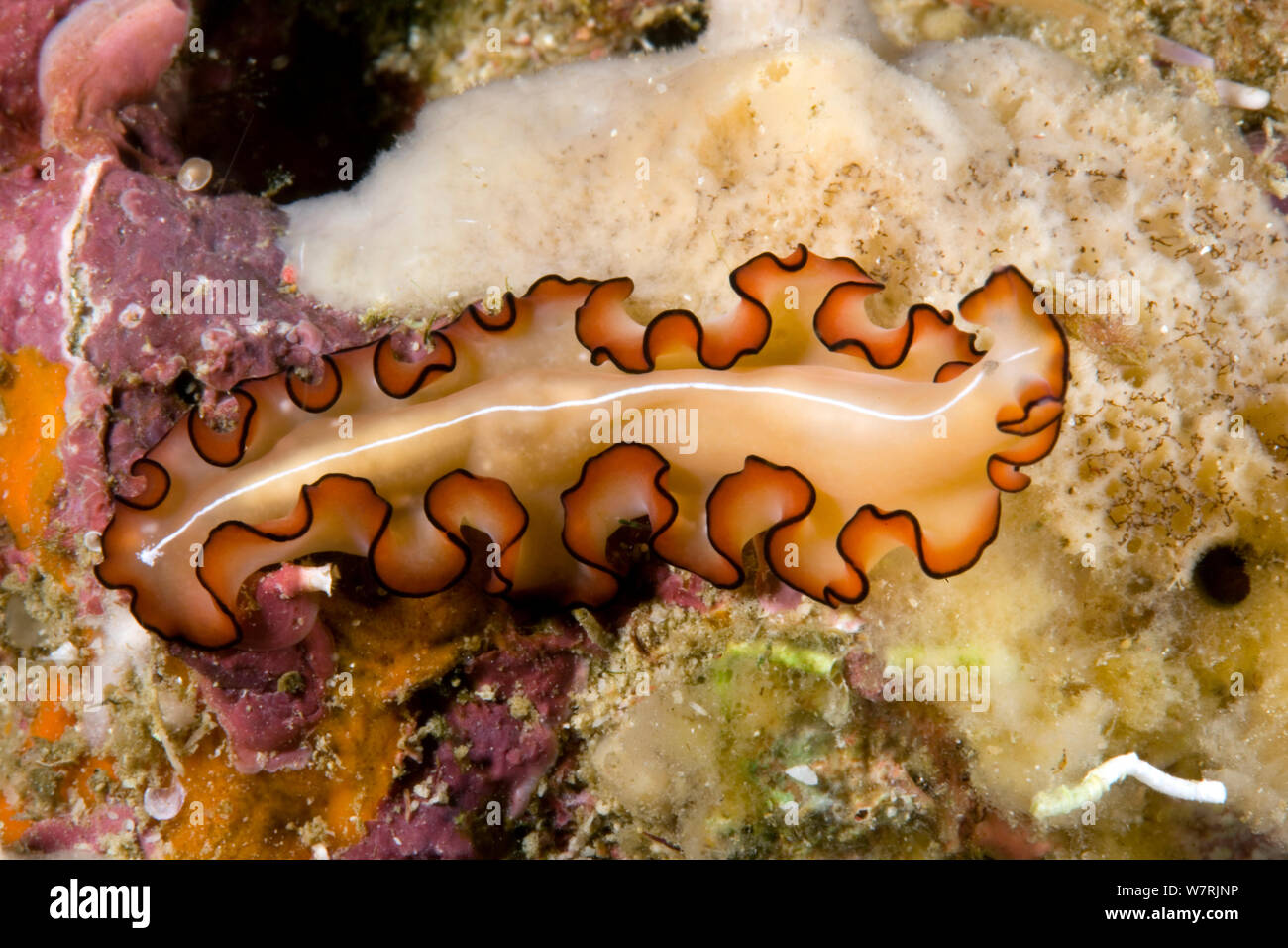 Flatworm (Maiazoon orsaki) Raja Ampat, Irian Jaya, West Papua, Indonesia, Pacific Ocean Stock Photo
