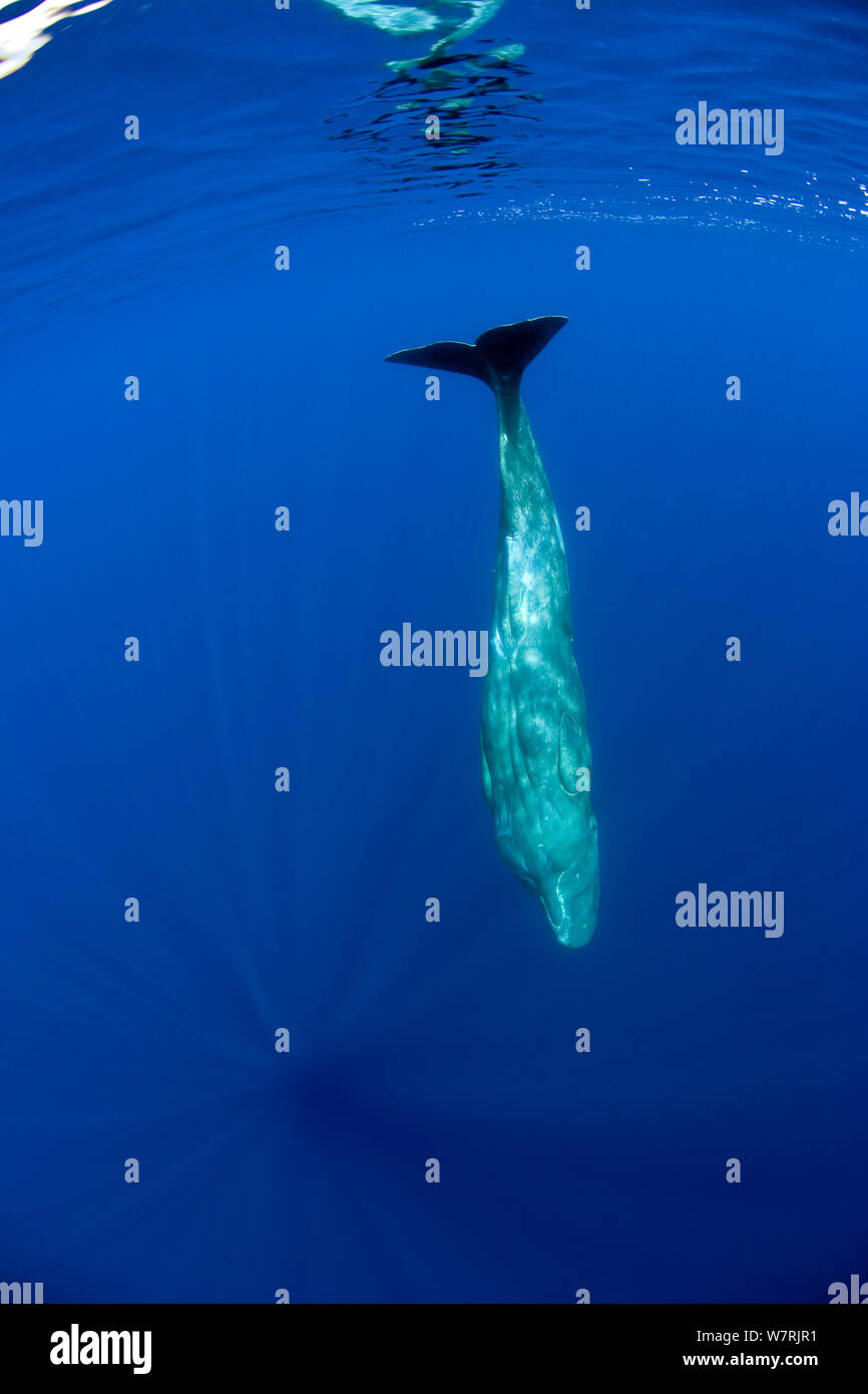 Sperm Whale, Physeter macrocephalus, Vulnerable (IUCN), Pico Island, Azores, Portugal, Atlantic Ocean Stock Photo