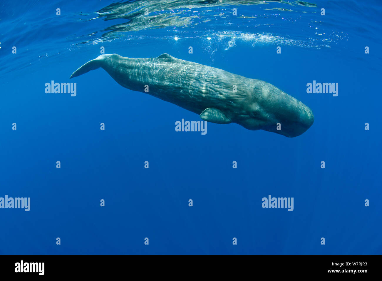 Sperm Whale (Physeter macrocephalus)  Pico Island, Azores, Portugal, Atlantic Ocean Stock Photo
