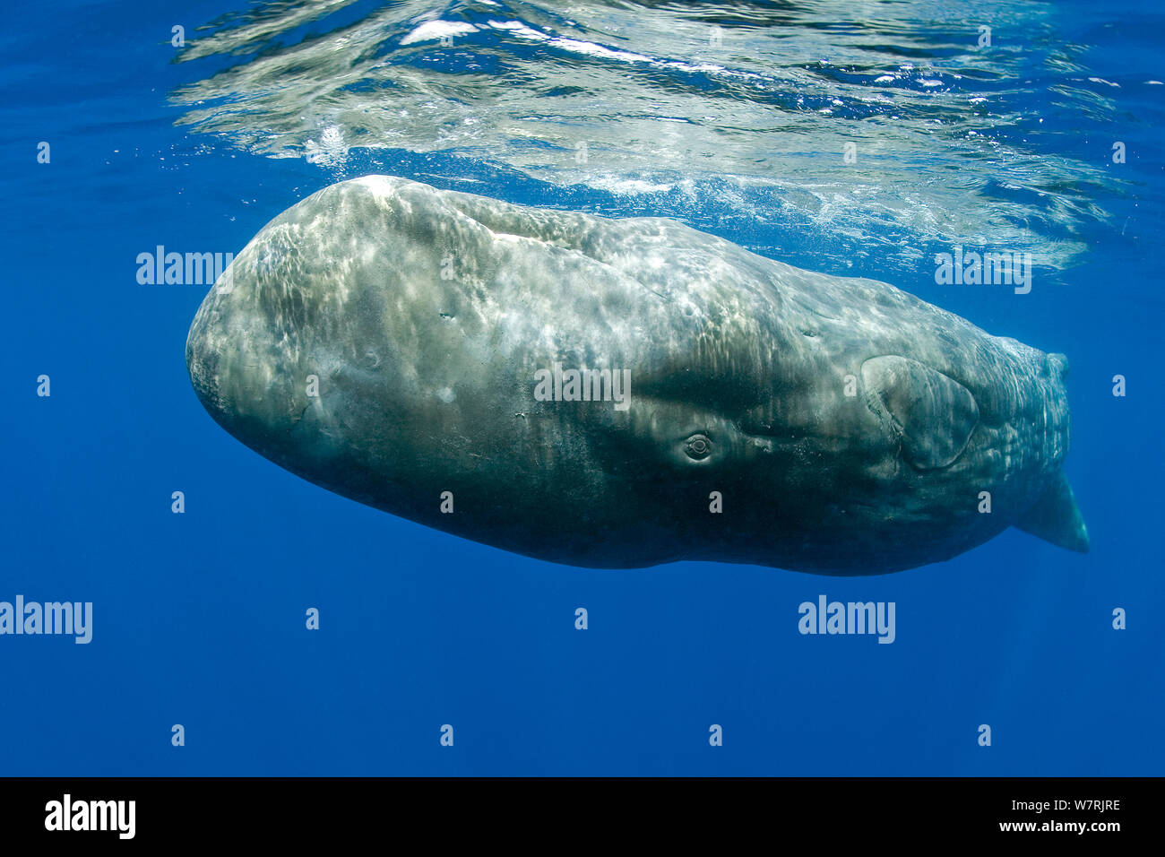 Sperm Whale, upside down(Physeter macrocephalus) Vulnerable (IUCN), Pico Island, Azores, Portugal, Atlantic Ocean Stock Photo