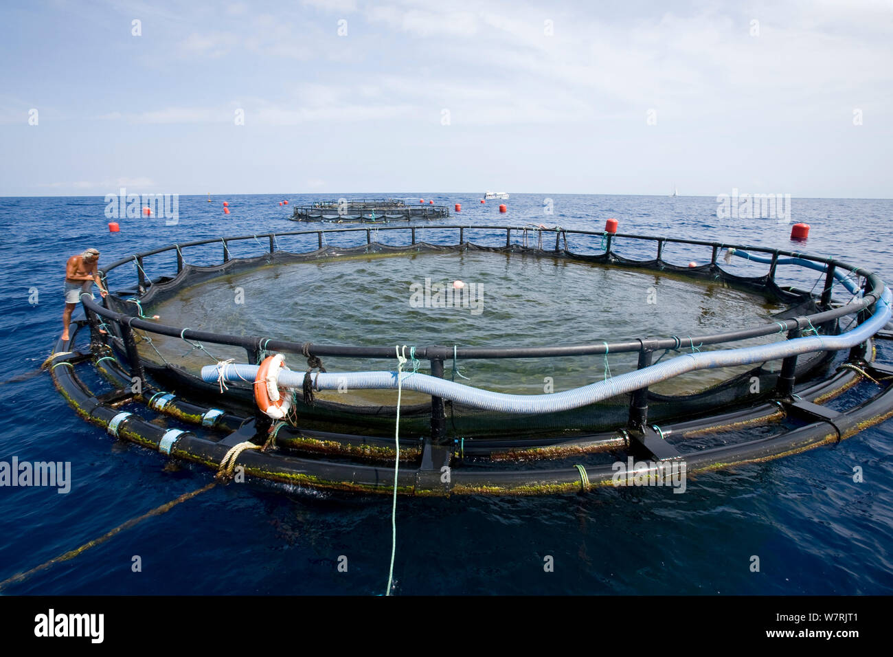 Fish farm sea cage for raising Gilt-head bream (Sparus aurata) Ponza  Island, Italy, Tyrrhenian Sea, Mediterranean, July 2008 Stock Photo - Alamy