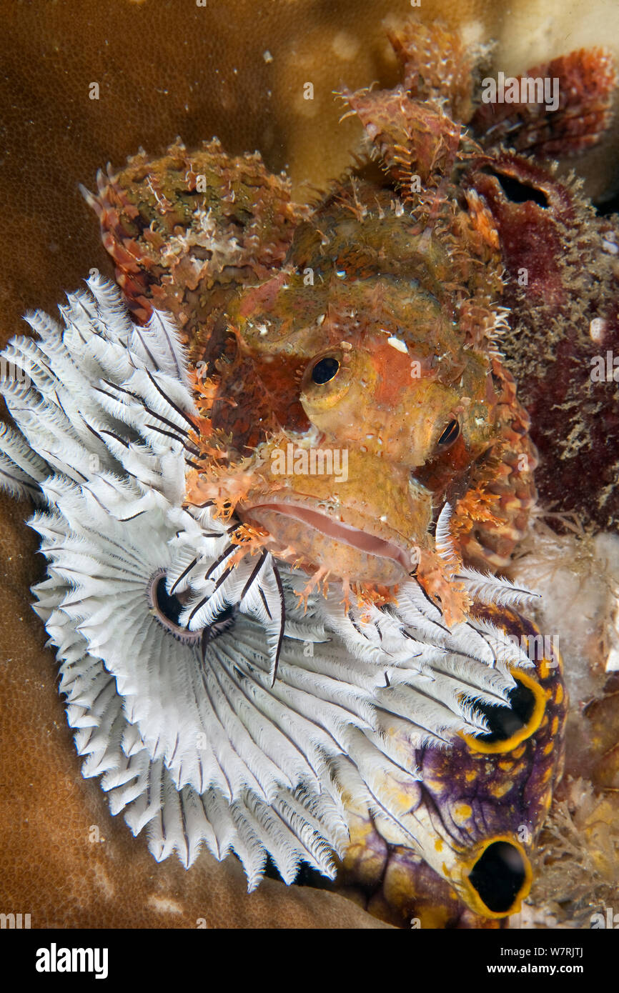 Scorpionfish (Scorpaena oxycephala) on Tube worm (Sabellastarte sanctijosephi)  Cendana Jetty, Waigeo island, Raja Ampat, Irian Jaya, West Papua, Indonesia, Pacific Ocean Stock Photo