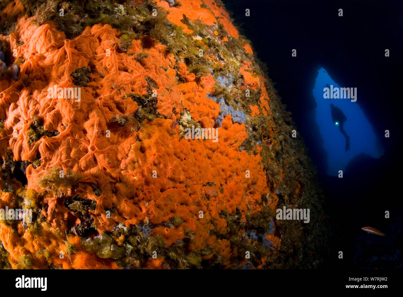 Rock covered with encrusting Red sponge (Spirastrella cunctatrix) and cave with scuba diver, Ponza Island, Italy, Tyrrhenian Sea, Mediterranean Stock Photo