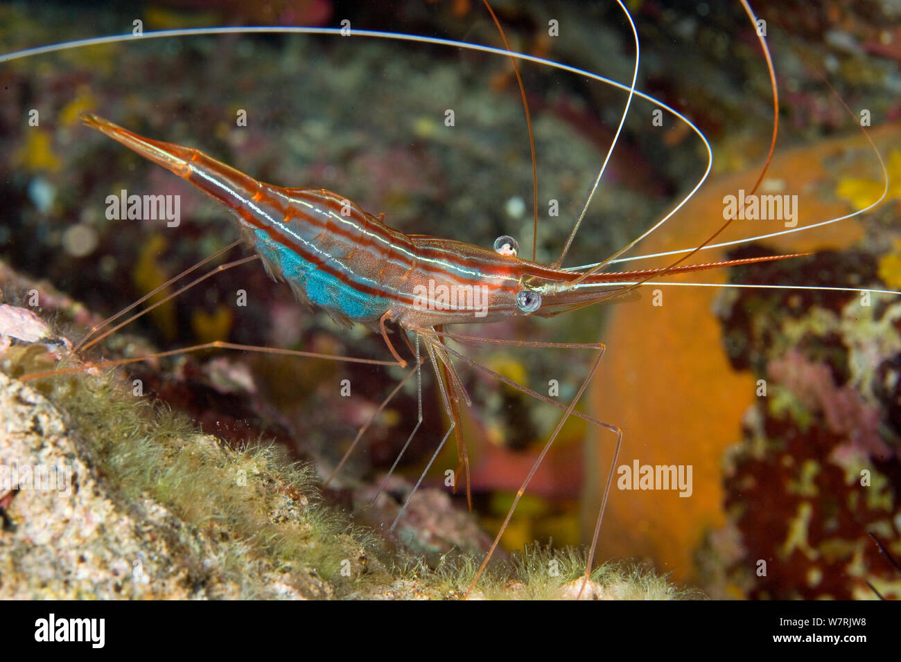 Shrimp (Plesionika narval) Ponza Island, Italy, Tyrrhenian Sea, Mediterranean Stock Photo