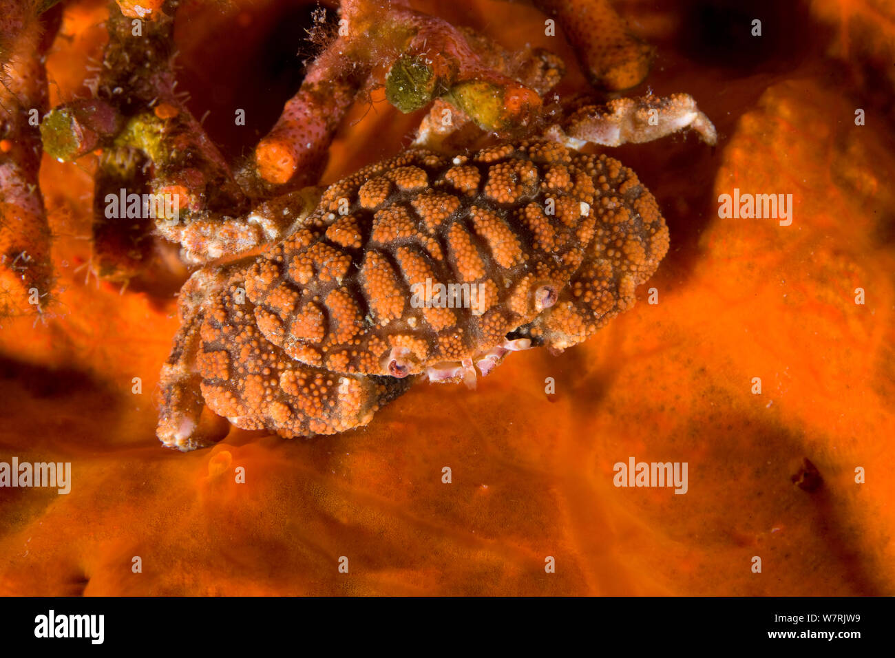 Button crab (Paractaea monodi) on encrusting red sponge, Ponza Island, Italy, Tyrrhenian Sea, Mediterranean Stock Photo