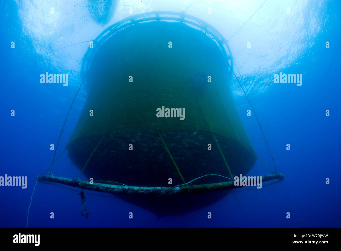 Underwater view of fish farm sea cage net containing  thousands of Gilt-head bream (Sparus aurata) Ponza Island, Italy, Tyrrhenian Sea, Mediterranean Stock Photo