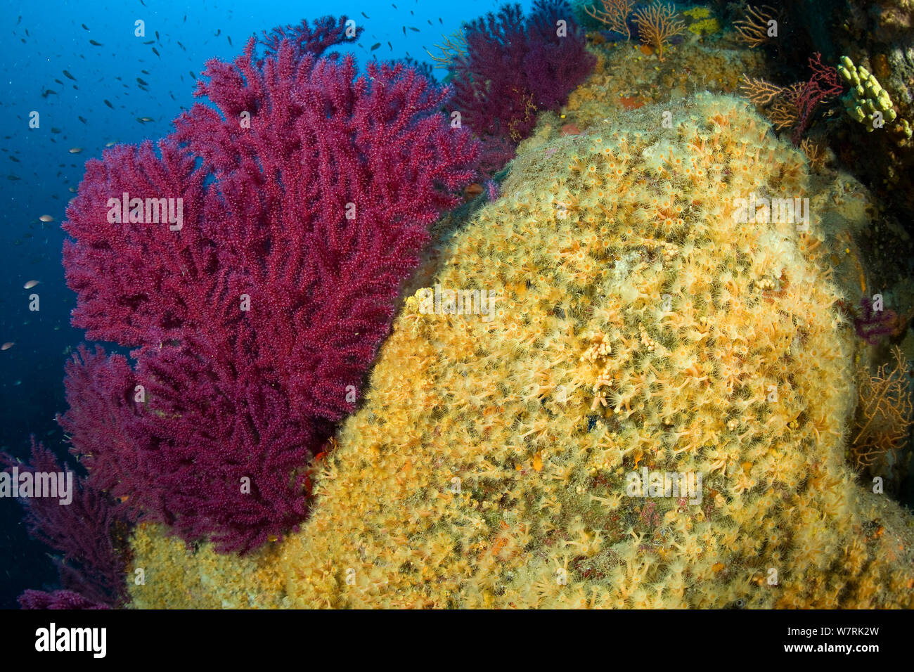 Red seafan (Paramuricea clavata) and Yellow cluster anemone (Parazoanthus axinellae) Ischia Island, Italy, Tyrrhenian Sea, Mediterranean Stock Photo