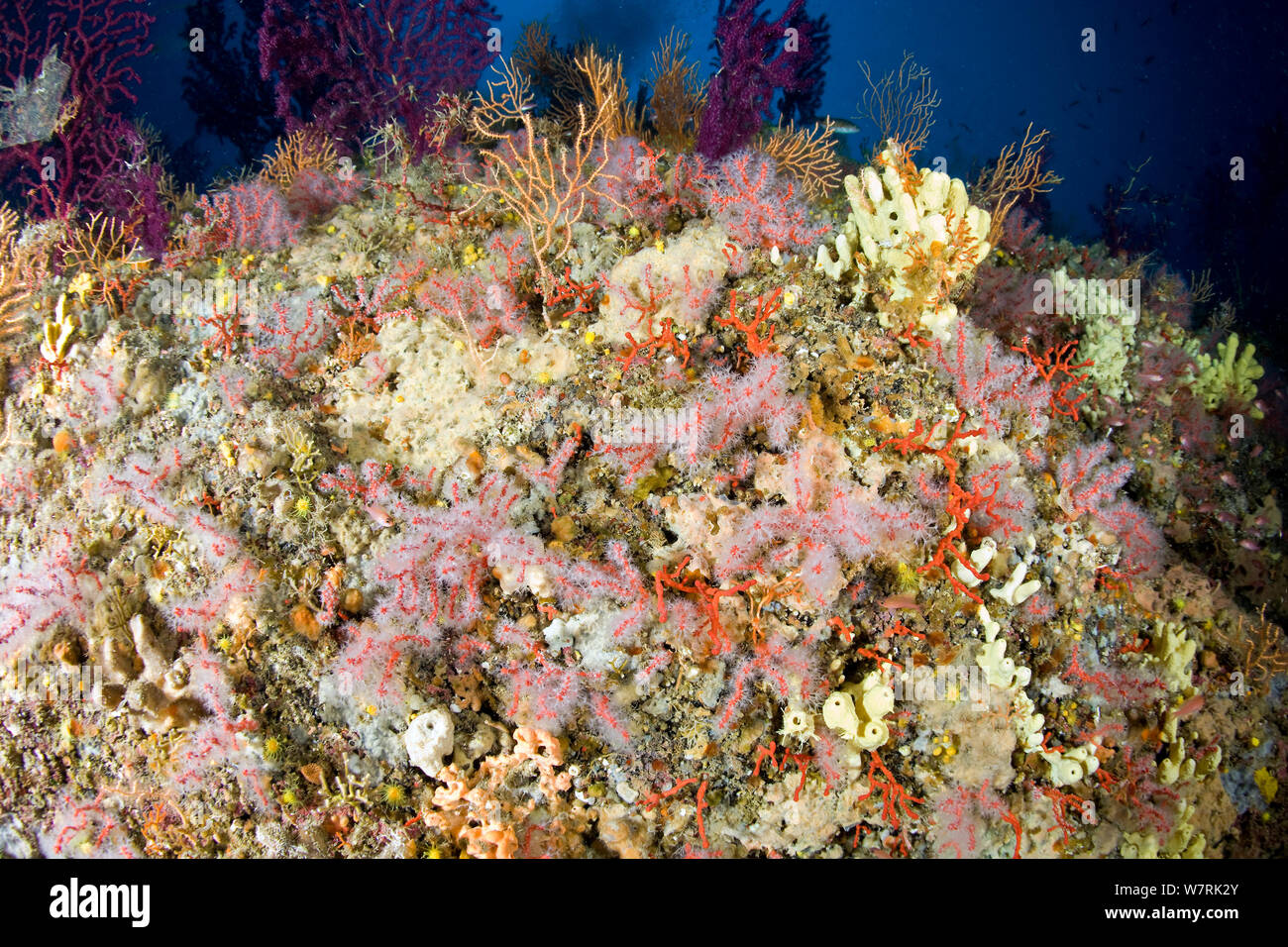 Red coral (Corallium rubrum) Punta Sant'Angelo dive-site, Ischia Island, Italy, Tyrrhenian Sea, Mediterranean, vulnerable species. Stock Photo