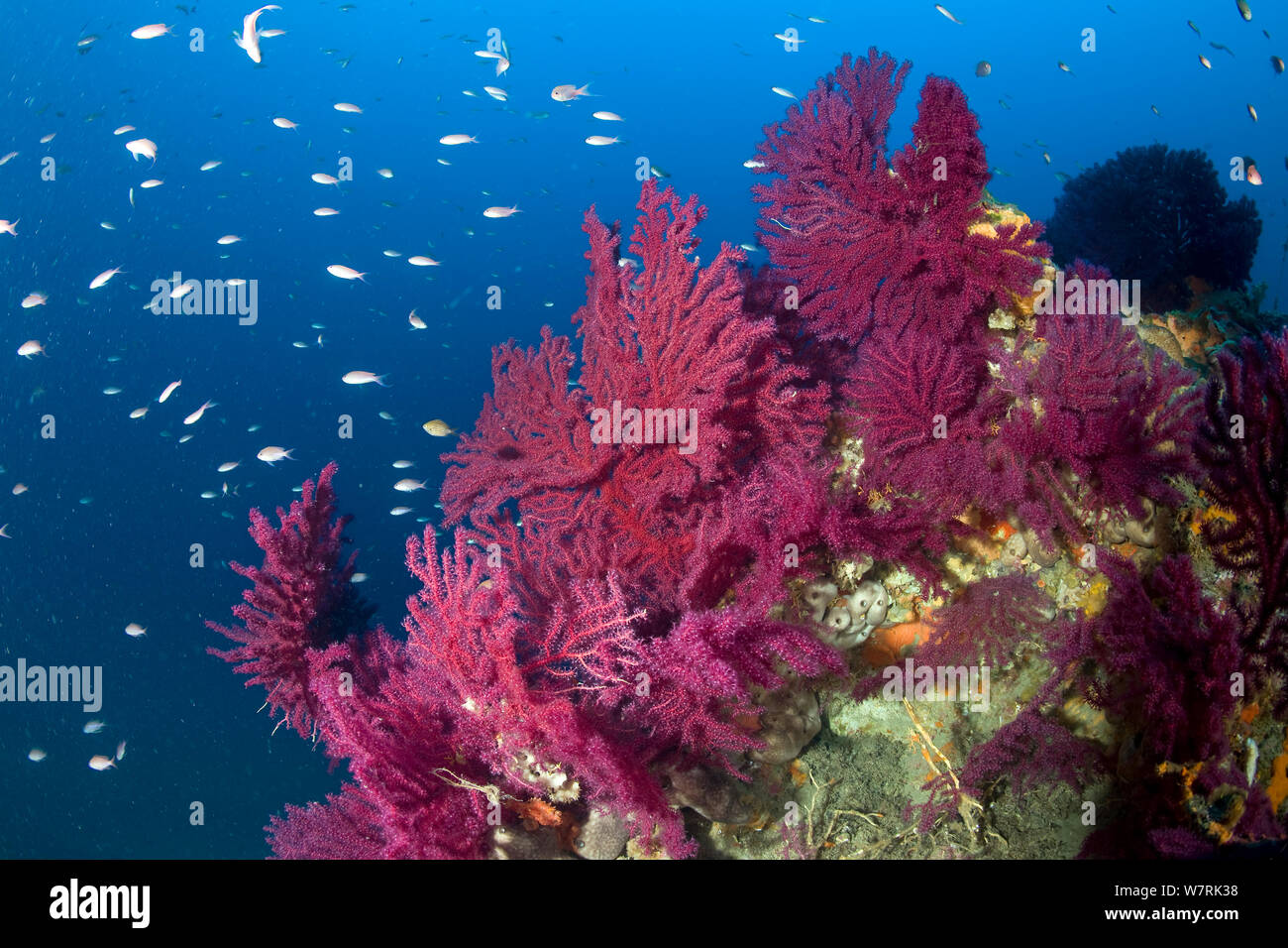 Red seafan (Paramuricea clavata) and fish, Ischia Island, Italy, Tyrrhenian Sea, Mediterranean Stock Photo