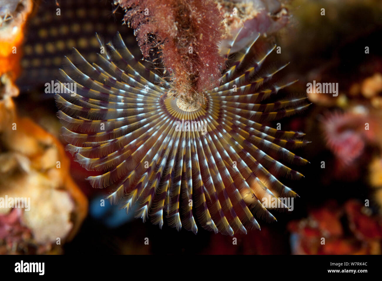 Spirograph worm (Sabella spallanzani) Ischia Island, Italy, Tyrrhenian Sea, Mediterranean Stock Photo