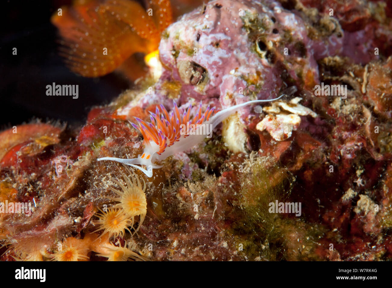Nudibranch (Cratena peregrina) Ischia Island, Italy, Tyrrhenian Sea, Mediterranean Stock Photo