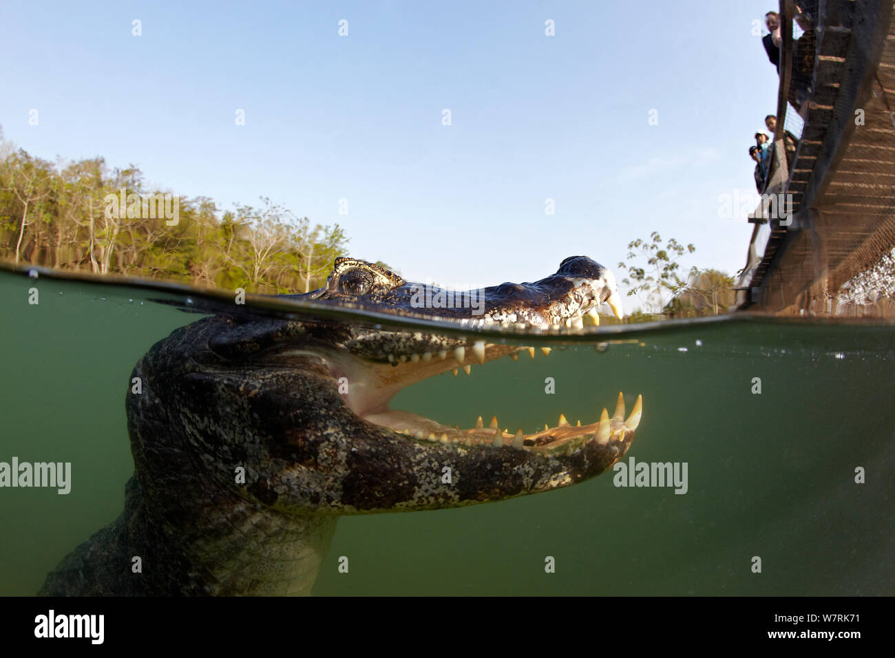 Spectacled caiman (Caiman crocodilus) watched by tourist on bridge, Rio BaiÂa Bonita, Bonito, Mato Grosso do Sul, Brazil Stock Photo