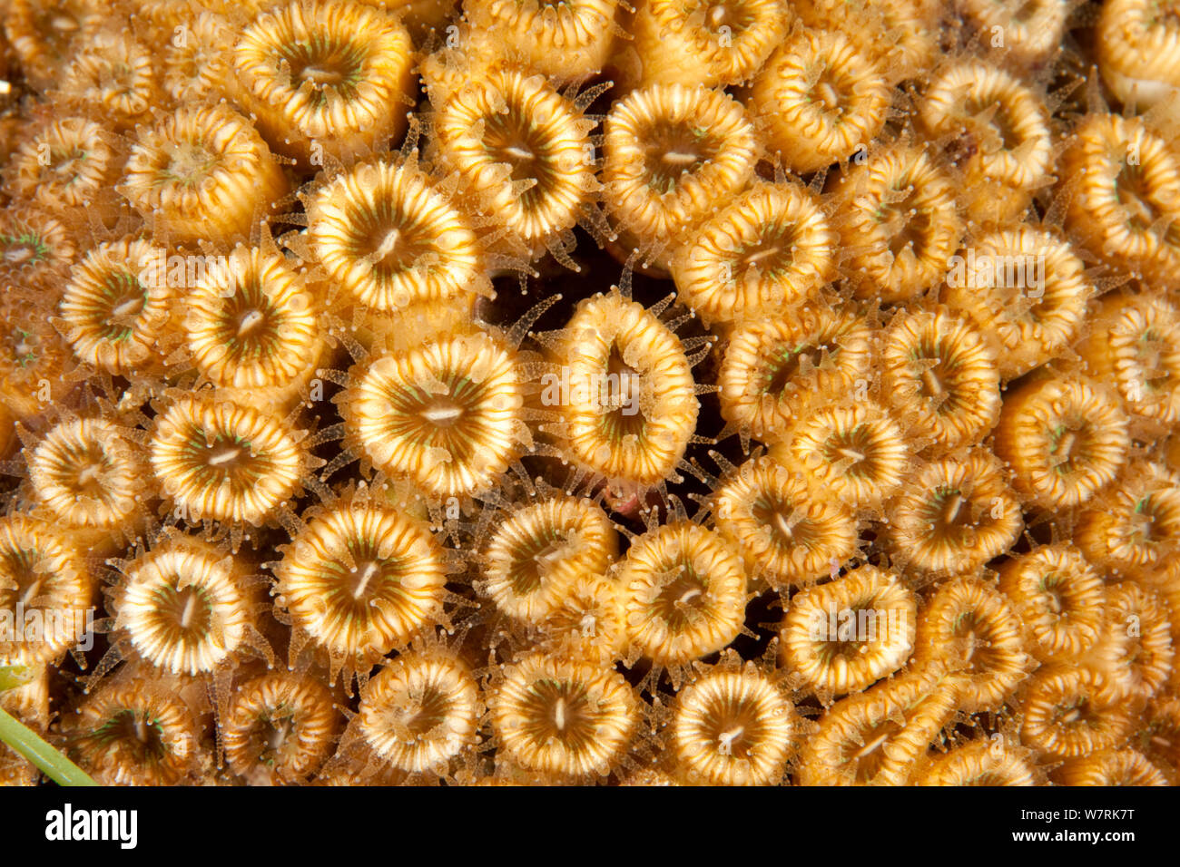 Pillow coral (Cladocora caespitosa) Ischia Island, Italy, Tyrrhenian Sea, Mediterranean Stock Photo