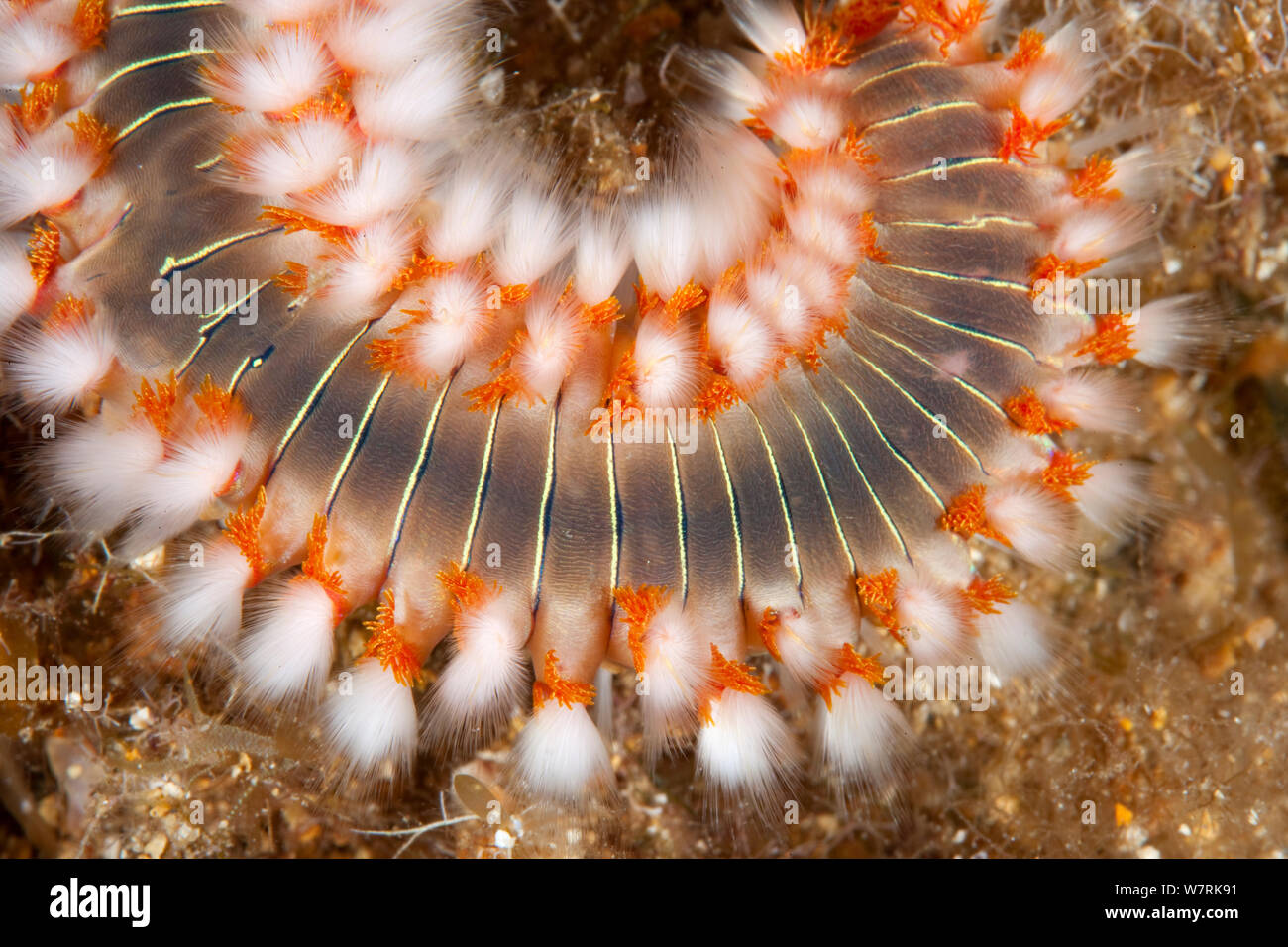 Detail of Bearded fireworm (Hermodice carunculata) Vis Island, Croatia, Adriatic Sea, Mediterranean Stock Photo