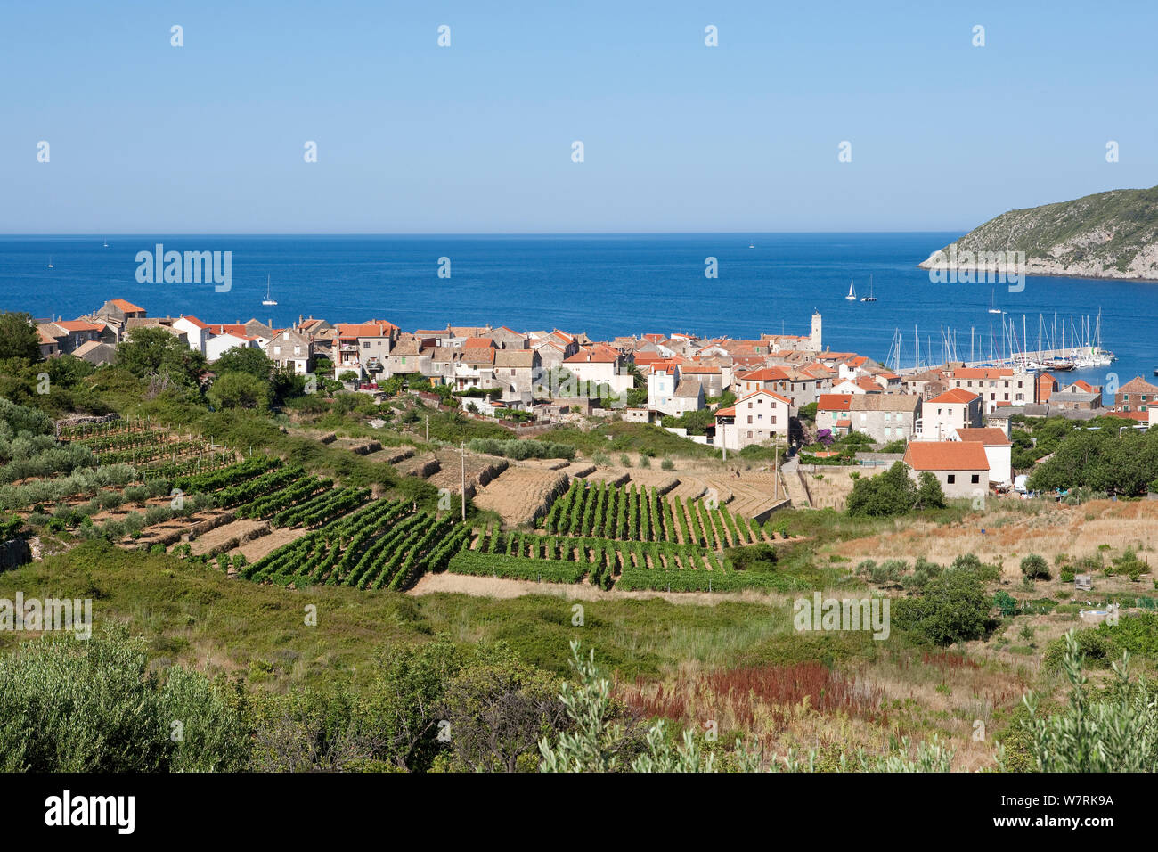 Vineyards with village of Komiza on background, Vis Island, Croatia, Adriatic Sea, Mediterranean Stock Photo