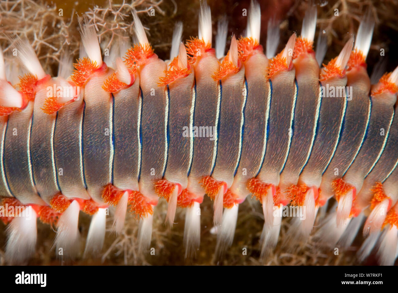 Detail of Bearded fireworm (Hermodice carunculata) Vis Island, Croatia, Adriatic Sea, Mediterranean Stock Photo