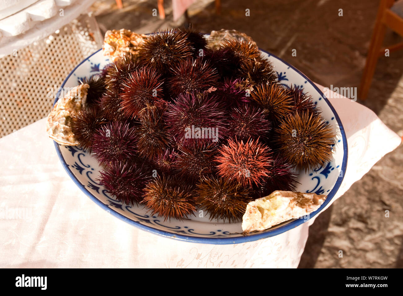Dish of Sea Urchins in  restaurant, Ischia Island, Italy, Tyrrhenian Sea, Mediterranean Stock Photo