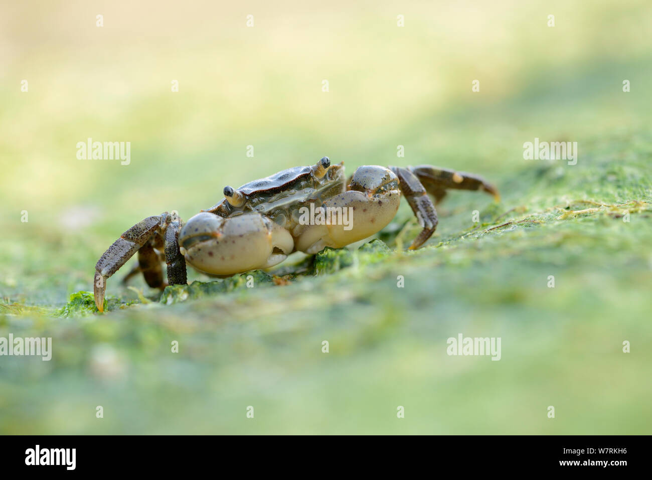 Shore crab (Carcinus maenas) at low tide, Calvados, Normandy, France, July. Stock Photo
