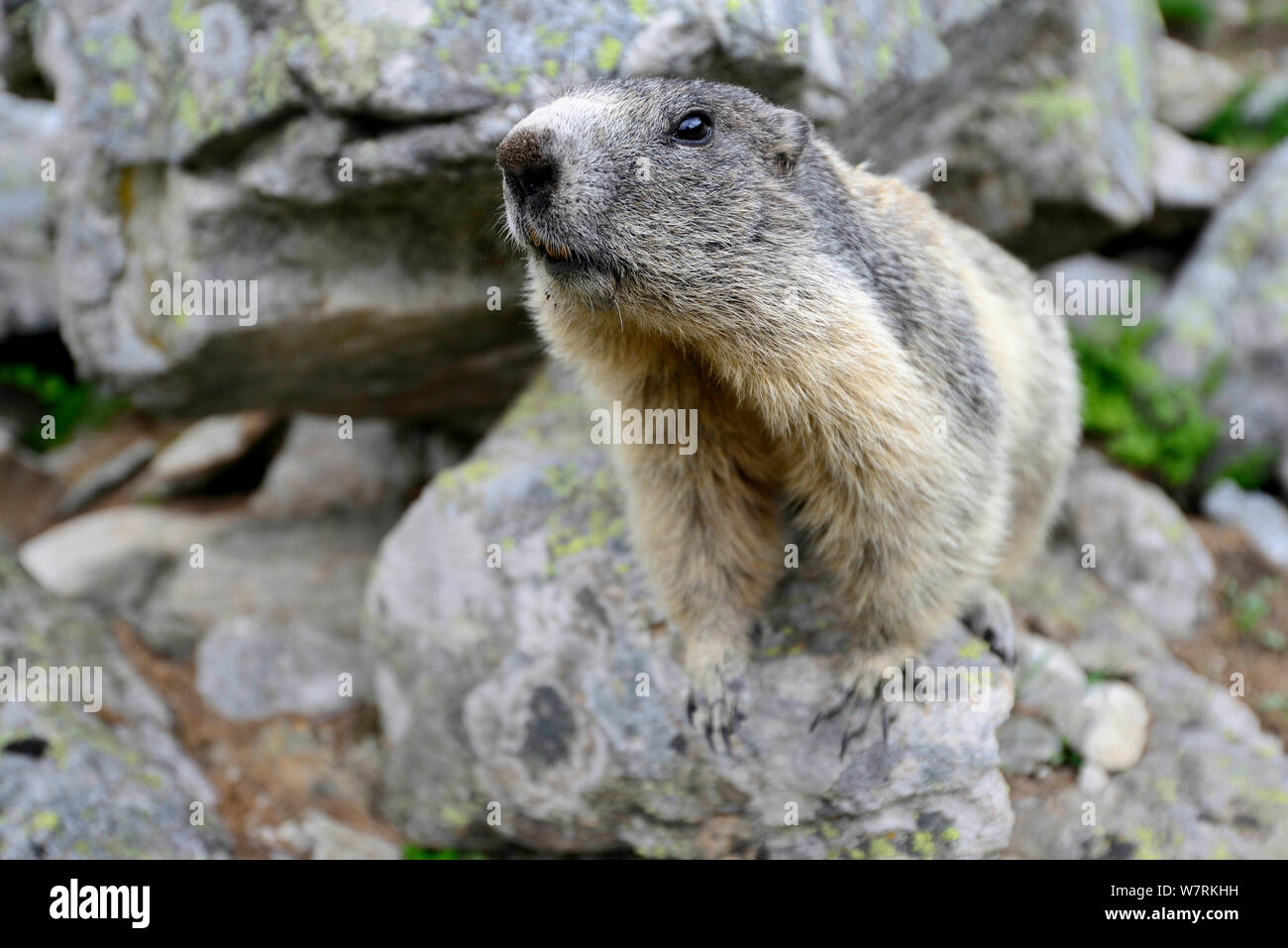 Alpine marmot (Marmota marmota), Mercantour National Park, Alpes-de-Haute-Provence, France, June. Stock Photo